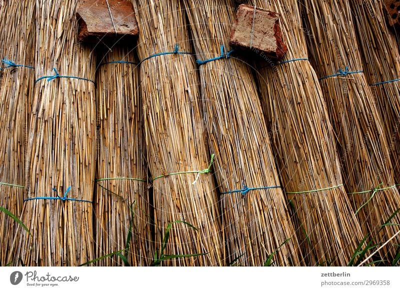 Straw again Rügen Riet Marsh grass Doll Thatched roof Reet roof Roof Roofer Craft (trade) Historic Tradition Material Natural material Dry Organic produce