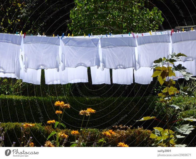 Whitewash day... Summer Tree Flower Garden Clothing T-shirt Shirt Undershirt Hang Dry Washing Washing day Hang up Clothes peg Exterior shot Colour photo