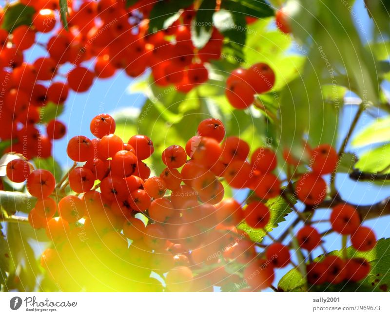 bird delicacy Plant Tree Rowan tree Round Sour Red Poison Autumn Rawanberry Mature Sweet Birdseed Leaf Colour photo Exterior shot Detail Deserted Day Sunlight