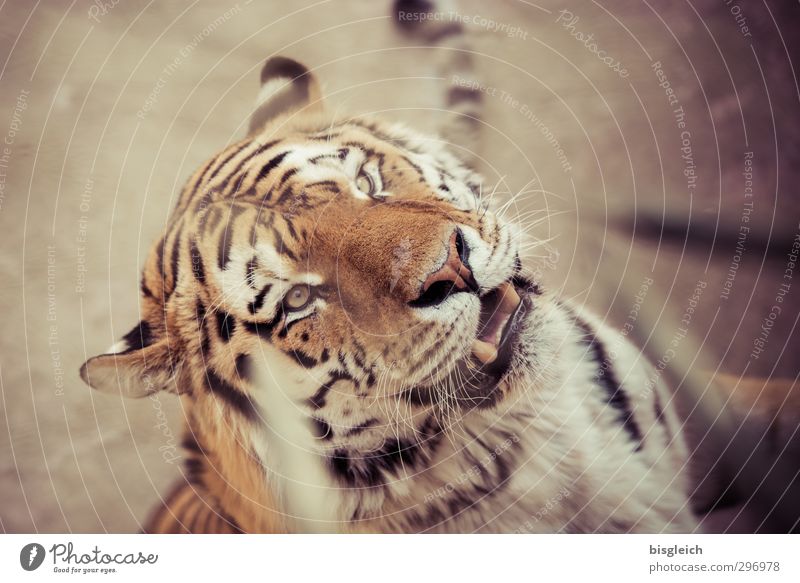 Rooaaarrrr! Zoo Wild animal Animal face Tiger 1 Looking Brown Yellow Power Dangerous Threat Colour photo Exterior shot Deserted Shallow depth of field