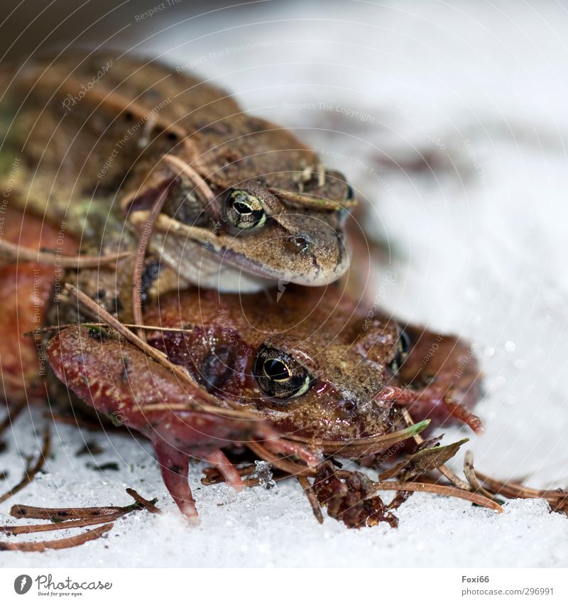 in spite of snow...spring fever Spring Snow Mountain River Wild animal Painted frog 2 Animal Discover Relaxation Exceptional Bright Cold Natural Slimy Brown