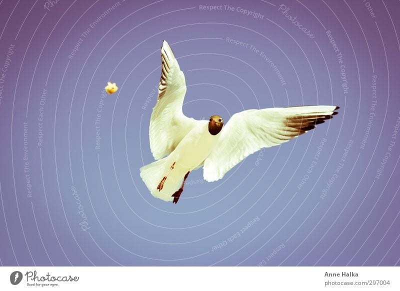 There's something in the air. Bird Wing 1 Animal Free Seagull Gull birds Airplane landing Flying Sailing Hover Feeding Hunting Nutrition Isolated Image Freedom