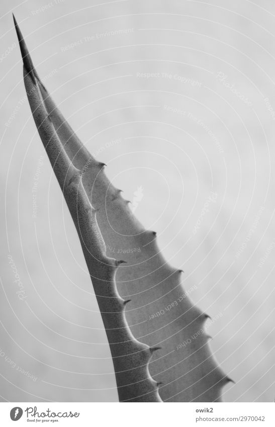 Pointed Nature Plant Exotic Agave Firm Thorny Black & white photo Exterior shot Detail Structures and shapes Deserted Copy Space left Copy Space right