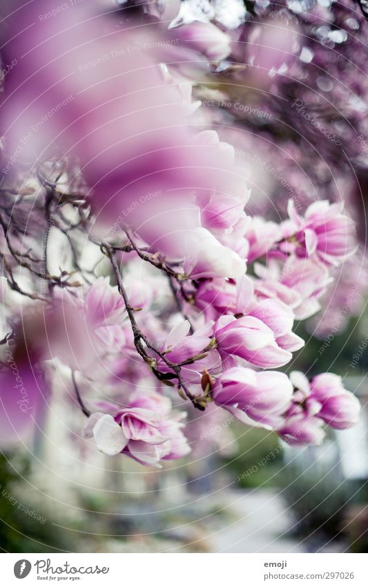 magnolia Environment Nature Spring Tree Flower Blossom Magnolia plants Magnolia blossom Magnolia tree Natural Pink Colour photo Exterior shot Close-up Deserted