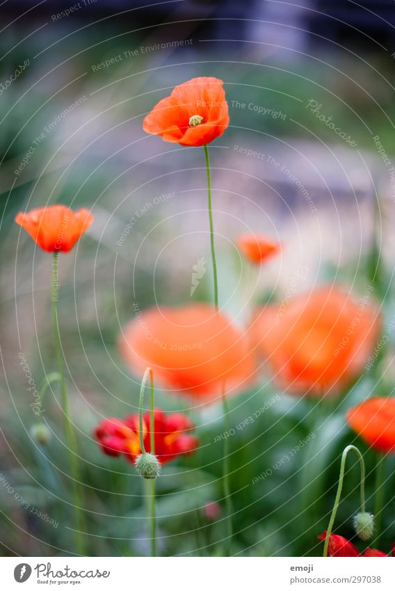 Let's hear it for the gossip poppy Environment Nature Landscape Plant Spring Flower Blossom Natural Green Red Poppy Poppy blossom Corn poppy Colour photo