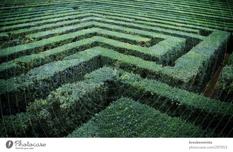 crazy garden Plant Foliage plant Garden Green Distress Irritation Labyrinth Maze Discover Park Bushes Tourist Attraction Search Nature Wacky Doomed Hopelessness