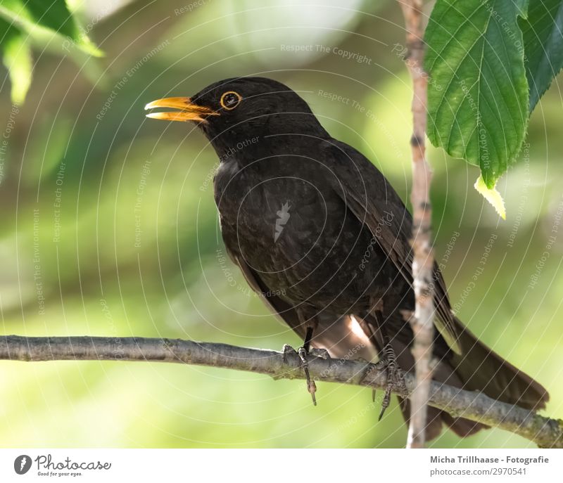 Blackbird in the sunshine Nature Animal Sunlight Beautiful weather Tree Leaf Twigs and branches Wild animal Bird Animal face Wing Claw Beak Eyes Feather Plumed