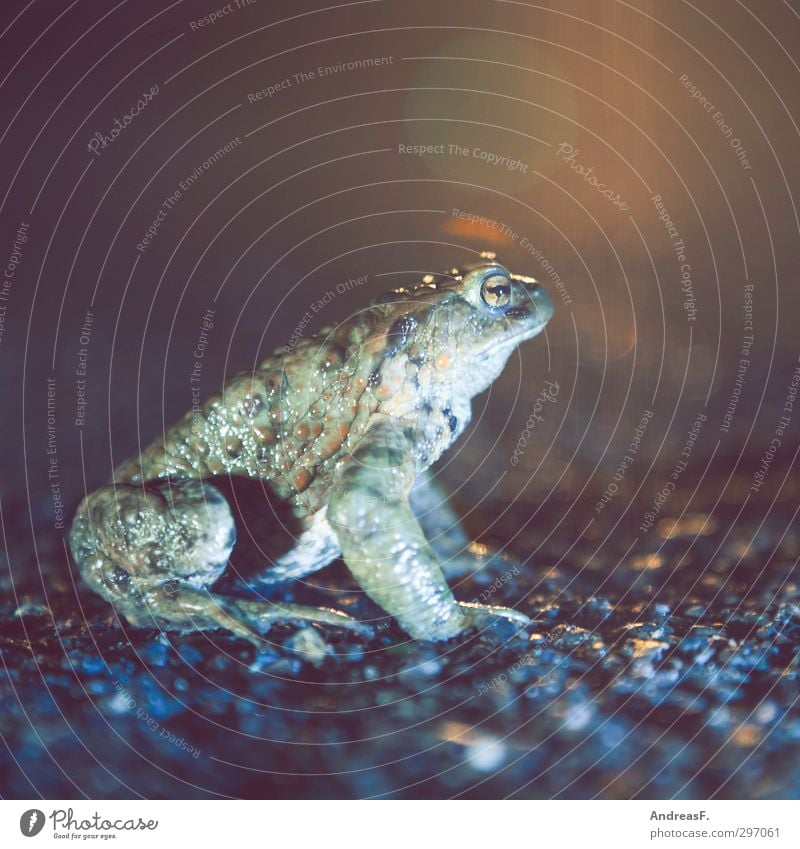 worm's-eye view Frog 1 Animal Sit Hiking Painted frog Toad migration Street Colour photo Copy Space top Evening Night Worm's-eye view