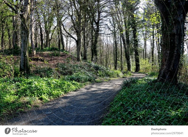 Woodland Footpath on a Spring Morning Hiking Nature Landscape Plant Sky Tree Grass Bushes Moss Ivy Leaf Park Forest Hill Lanes & trails Stone Natural Brown