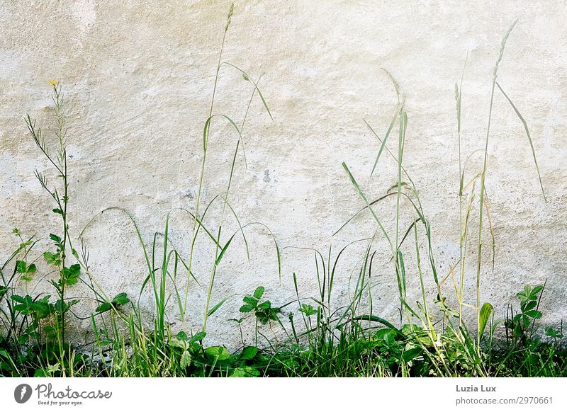 All kinds of green Plant Summer Foliage plant Grass Village Wall (barrier) Wall (building) Old Fresh Green White Subdued colour Exterior shot Copy Space top Day