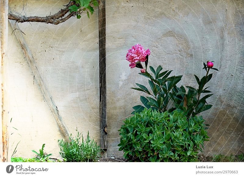Peony in an old garden Plant Summer Flower Vine Garden Village House (Residential Structure) Wall (barrier) Wall (building) Facade Pentecost Bright Historic