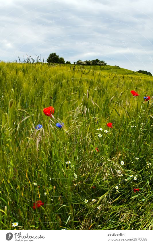 edge of the field Field Flower Margin of a field Vacation & Travel Grain Island Agriculture Mecklenburg-Western Pomerania good for the monk Nature Baltic Sea