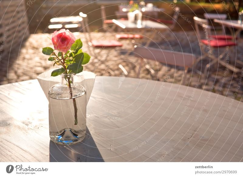 Table with decorose Restaurant Roadhouse Café Gastronomy Decoration Rose Vase Flower Flower vase Deserted Copy Space Sun Back-light Dazzle Bright Chair