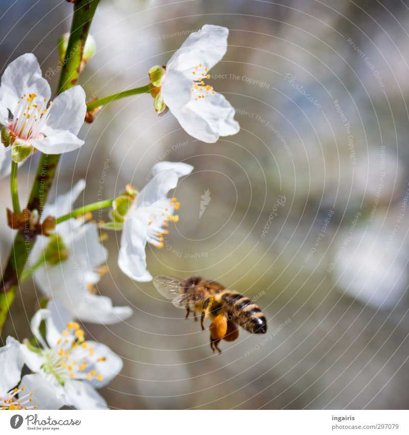 Sweets for spring Honey Personal hygiene propolis Healthy Eating Life Nature Plant Spring Tree Blossom Agricultural crop Pollen Garden Animal Bee Honey bee