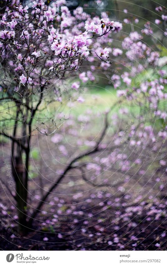 lilac Environment Nature Plant Bushes Blossom Natural Violet Lilac Colour photo Exterior shot Deserted Day Shallow depth of field