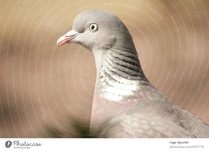 Friendly Environment Nature Animal Animal face Wing Pigeon Bird Homing pigeon Migratory bird 1 Friendliness Beautiful Gray Calm Patient Peaceful Looking Eyes