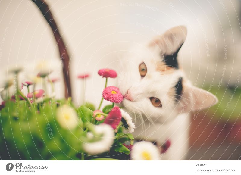 flower child Environment Plant Flower Animal Pet Cat Ear Eyes 1 Baby animal Small Curiosity Cute Pink Odor Colour photo Subdued colour Exterior shot Close-up