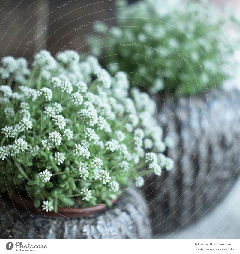by the side of the door Spring Plant Flower Garden Blossoming White Decoration Flowerpot Subdued colour Exterior shot Deserted Copy Space right Light