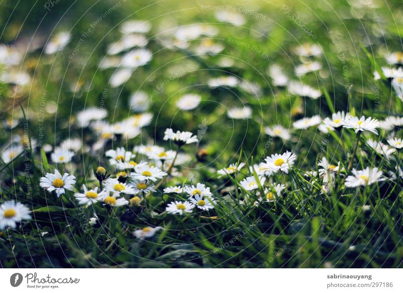 Summer Daisy Environment Nature Plant Spring Grass Blossom Wild plant Field Fragrance Friendliness Happiness Fresh Beautiful Natural Cute Soft Yellow Green