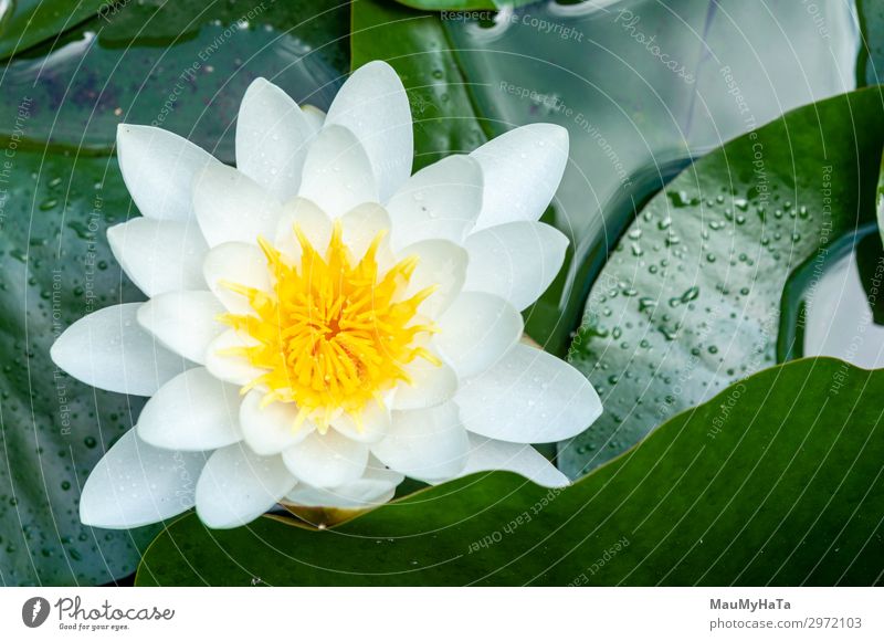 flower of water lily white hatched Exotic Tourism Ocean Island Waves Culture Nature Flower Blossom Park Forest Volcano Sailboat Bird Hot Wet Wild Green