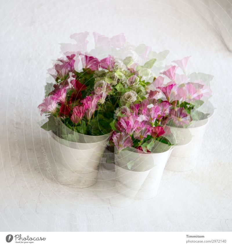 I can see double! Plant Flower Wall (barrier) Wall (building) Flowerpot Blossoming Gray Green Pink White Emotions Irritation Double exposure Colour photo