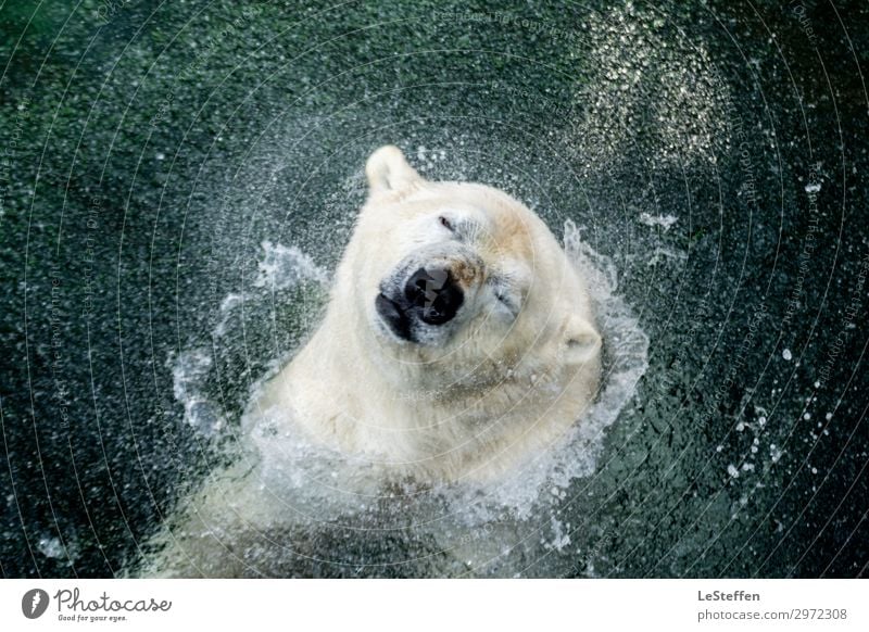 head shaking polar bear / head shaking polar bear Nature Animal Water Drops of water Hannover Downtown Zoo Wild animal Animal face Pelt Polar Bear 1 Breathe