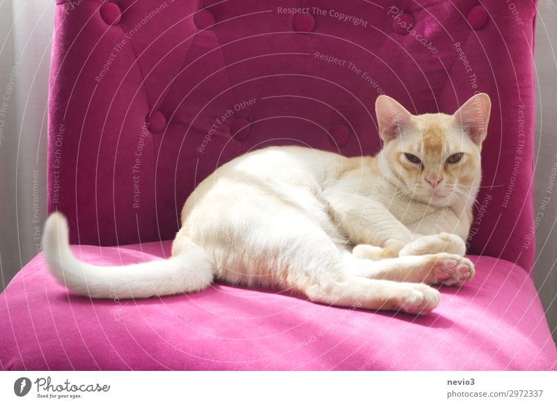 Self-confident Animal Cat 1 Baby animal Beautiful Pink Serene Patient Calm Fatigue Reluctance Lack of inhibition Egotistical Beige Domestic cat Kitten Goof off