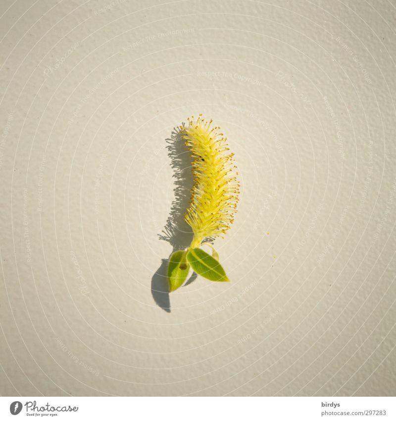 willow blossom Spring Plant Leaf Blossom Catkin Willow-tree Pollen Illuminate Esthetic Fragrance Positive Beautiful Yellow Green Purity Nature Pure Shadow