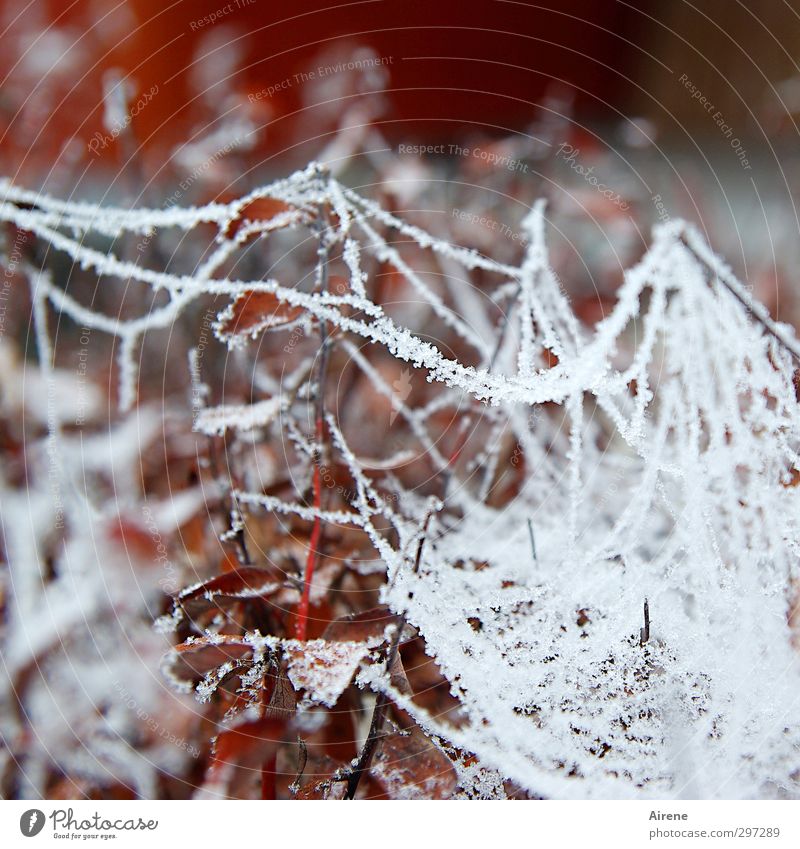 150 - Winter wonder Environment Nature Plant Autumn Ice Frost Bushes Leaf Garden Ornament Net Network Spider's web Ice crystal Crystal structure Hoar frost