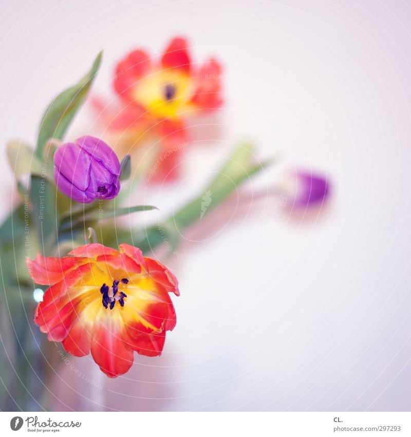 tulips Nature Plant Spring Flower Tulip Leaf Blossom Garden Blossoming Faded Friendliness Happiness Beautiful Yellow Violet Orange Red Joie de vivre (Vitality)