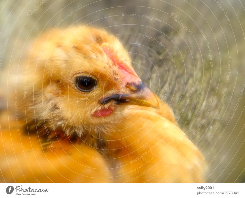 baby-chicken Animal Farm animal Barn fowl Chick Exceptional Cute Soft Multicoloured Yellow Beginning Eyes Beak Colour photo Exterior shot Day
