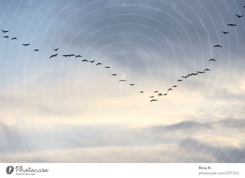 formation Nature Sky Clouds Beautiful weather Bird Flock Flying Freedom Trust Attachment Migratory bird Colour photo Exterior shot Deserted Copy Space left