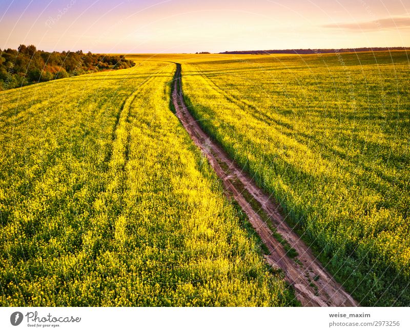 Dirt Road in canola Flowering Field, spring sunrise. Beautiful Summer Industry Environment Nature Landscape Plant Earth Sky Clouds Horizon Sunrise Sunset Spring