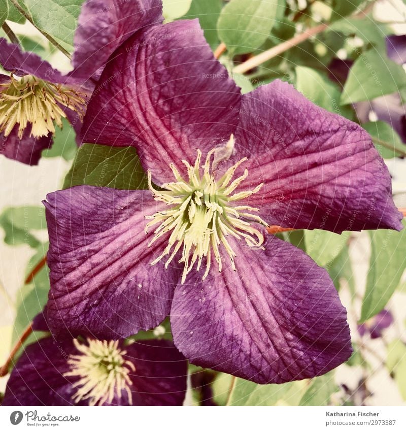 Clematis viticella Etoile Violet Nature Plant Spring Summer Flower Leaf Blossom Garden Blossoming Yellow Green Bud Blossom leave Colour photo Exterior shot