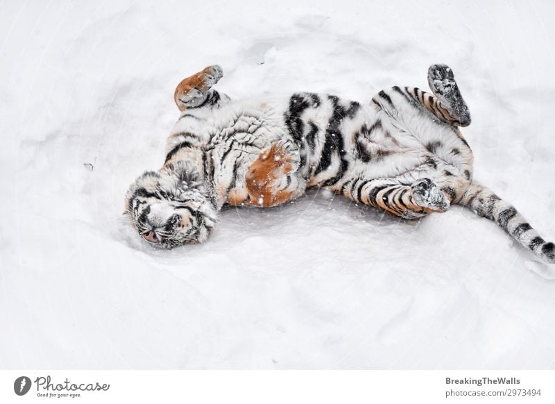 Siberian tiger playing in white winter snow Playing Nature Winter Weather Snow Animal Wild animal Zoo 1 Fresh Clean White Tiger Amur Mark Rest Playful Downward