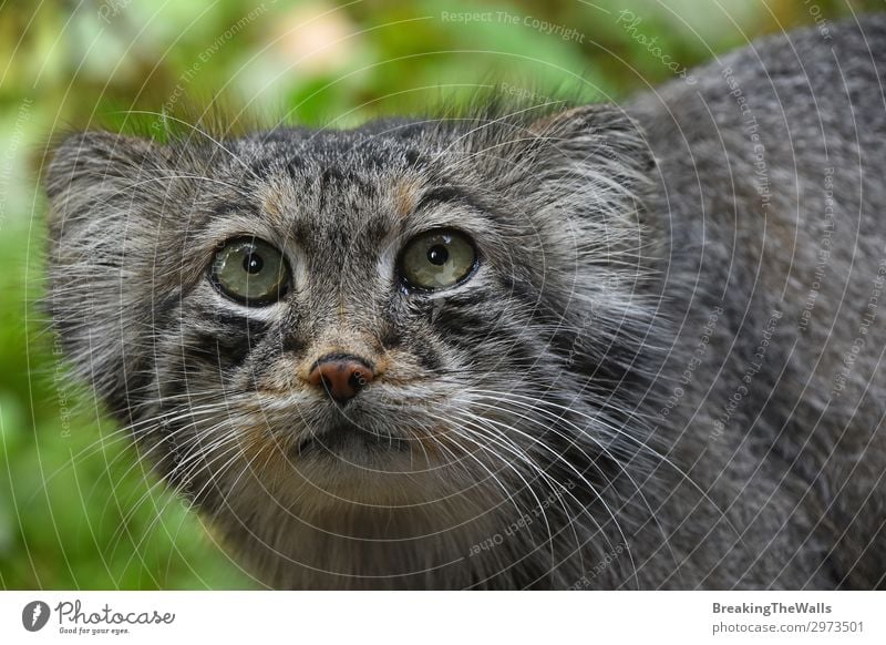 Close up portrait of manul Pallas cat Nature Forest Animal Cat Animal face Zoo 1 Cute Wild Gray Manul Snout danger Cautious otocolobus pallas Low angle