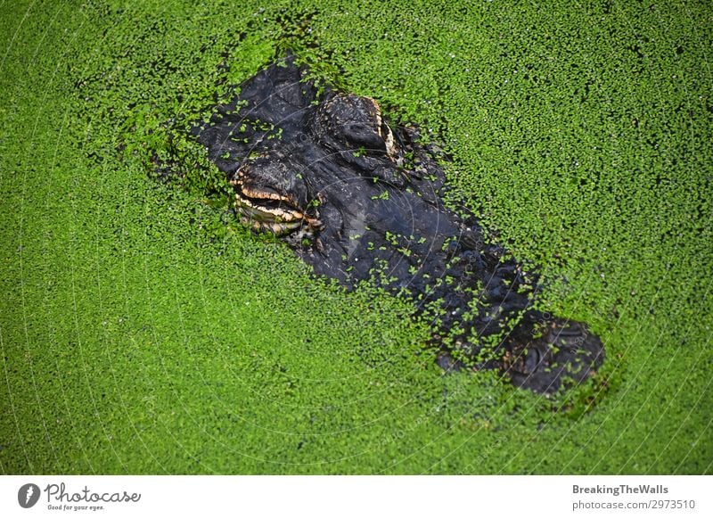 Close up portrait of crocodile in green duckweed Nature River Animal Wild animal Animal face Zoo 1 Hideous Green Dangerous Colour Alligator Top Vantage point