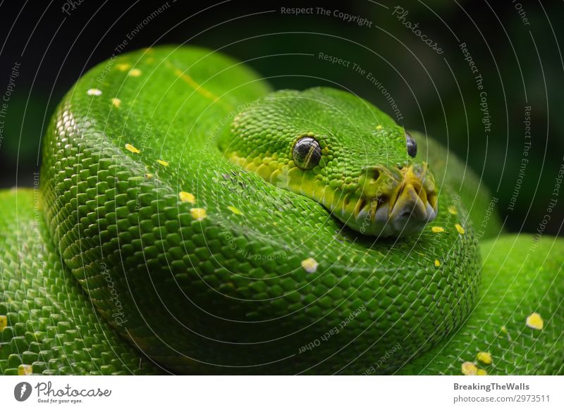 Green tree python (Morelia viridis) close up Animal Wild animal Snake Animal face Zoo 1 Colour Python Vantage point Tropical Reptiles Chondropython Carnivore