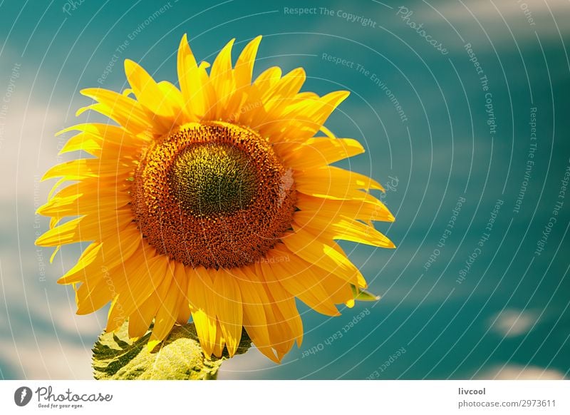 sunflower in summer , spain Happy Summer Sun Nature Plant Clouds Flower Leaf Hill Village Authentic Cool (slang) Happiness Blue Yellow Orange Emotions