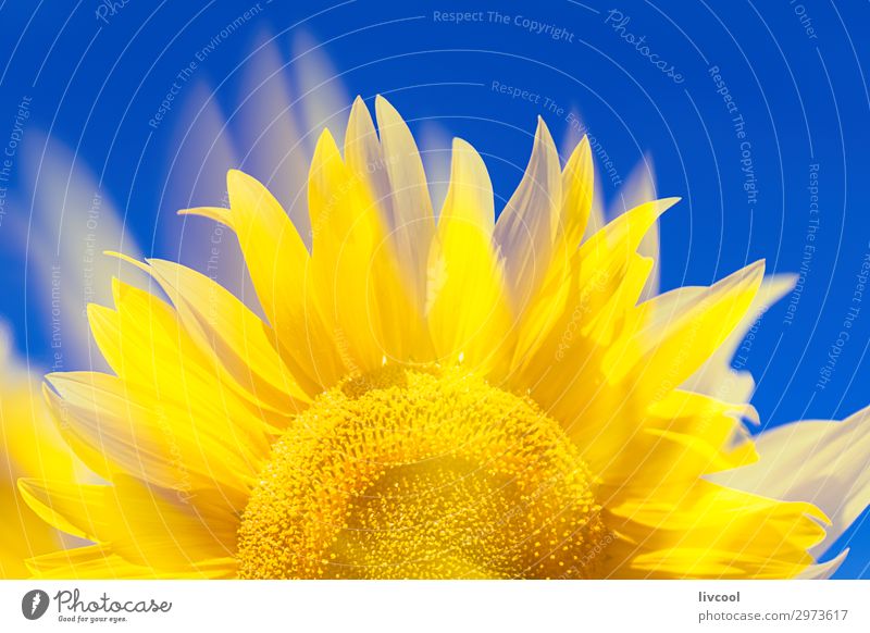 awesome sunflower III Happy Summer Sun Nature Plant Air Clouds Flower Leaf Field Village Authentic Cool (slang) Yellow Emotions Happiness Optimism Contentment