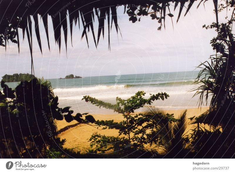 Sea through Djungle Sumatra Indonesia Beach Palm tree Los Angeles Hiding place