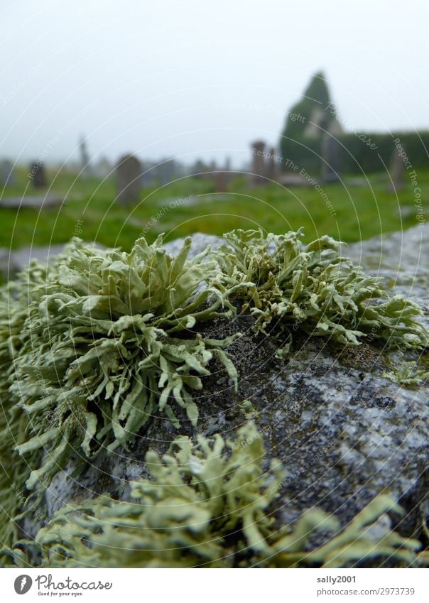 eternal rest... Bad weather Plant Moss Lichen Ruin Wall (barrier) Wall (building) Old Dark Sadness Grief Death Apocalyptic sentiment Peace Religion and faith