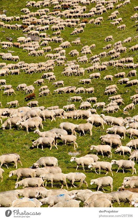 The noise of the lambs Environment Nature Landscape Animal Hill Alps Mountain Farm animal Pelt Sheep Flock Lamb's wool Sheepskin Group of animals Herd Authentic