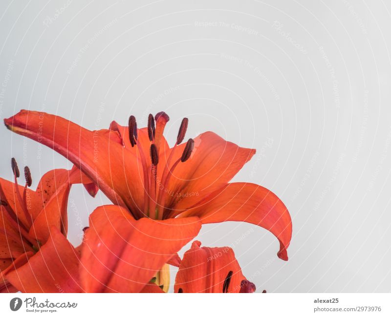 Foreground of red lilium on white background Elegant Beautiful Summer Garden Feasts & Celebrations Nature Plant Flower Leaf Blossom Love Fresh Natural Green Red