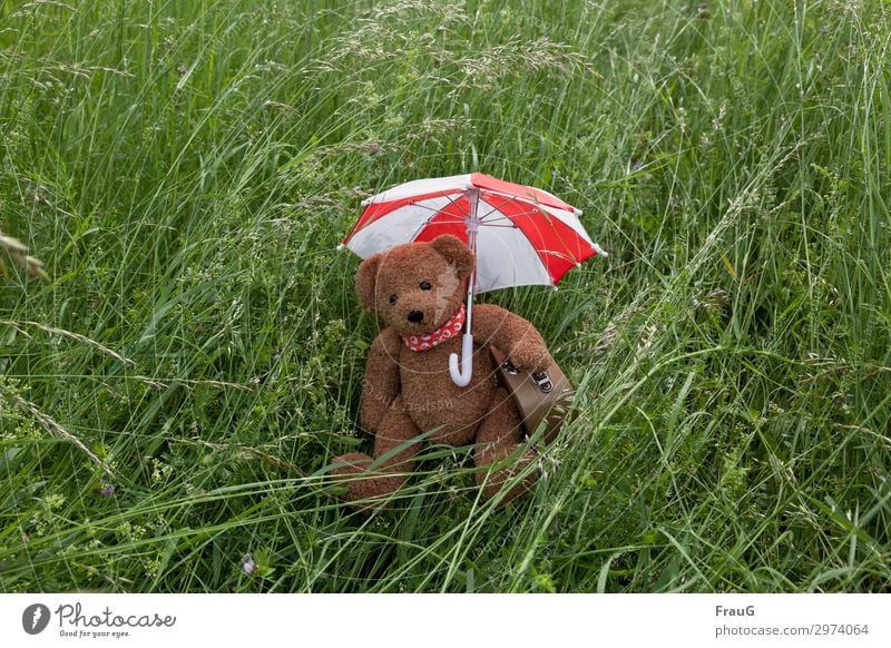 I'm done... Vacation & Travel Summer Grass Meadow Umbrella Neckerchief Teddy bear Sit Wait Cuddly Anticipation Colour photo Exterior shot