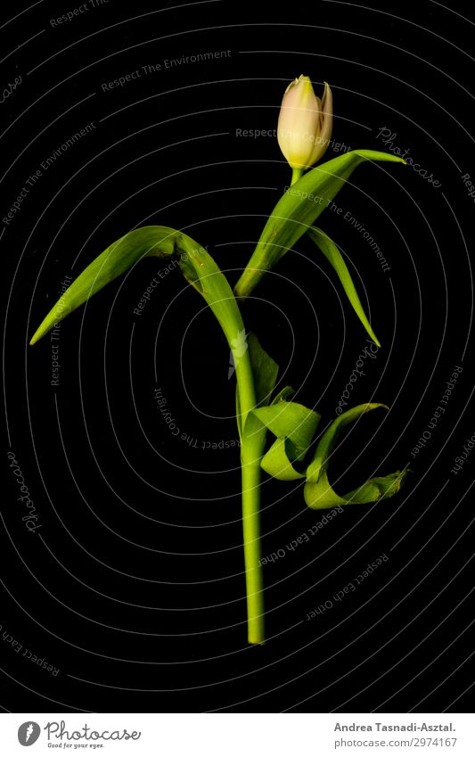 tulip body Plant Tulip Esthetic Beautiful Nature Studio shot Artificial light Central perspective