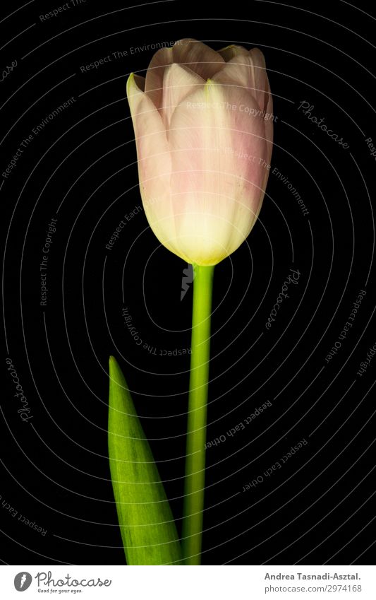 tulip Nature Plant Tulip Blossom Spring fever Grateful Interior shot Close-up Artificial light Central perspective