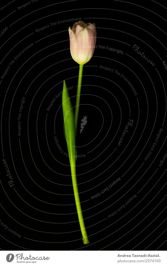 tulip Nature Plant Flower Tulip Decoration Modest Grateful Studio shot Close-up Artificial light