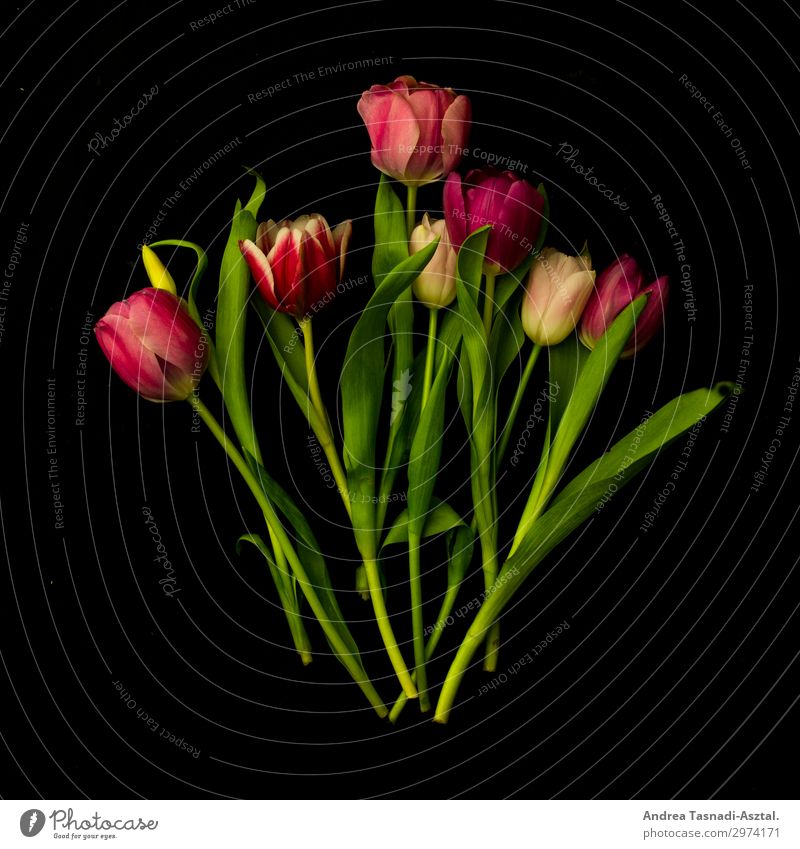 tulips Nature Plant Flower Tulip Spring fever Romance Beautiful Studio shot Artificial light Central perspective