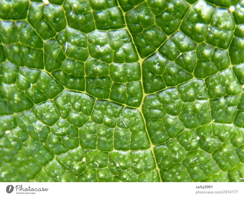 cellular Plant Leaf Uniqueness Natural Green Nature Survive Photosynthesis cell division cell structure Rachis Growth Structures and shapes Colour photo Detail